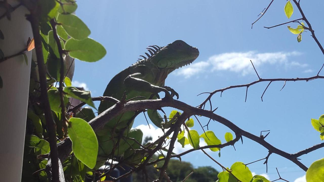 Casa Romano Hostel San Juan del Sur Luaran gambar